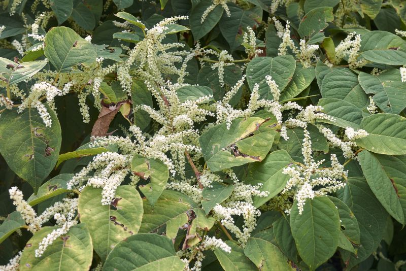 Invasive Knotweed Removal
