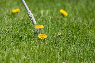 Lawn Weed Treatment Service