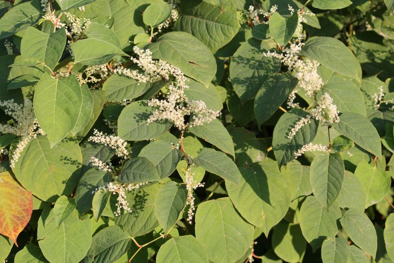 Products For Invasive Knotweed Removals in use