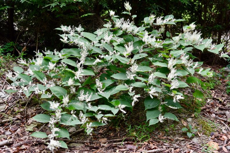Landscaping Companies with Invasive Plant Services