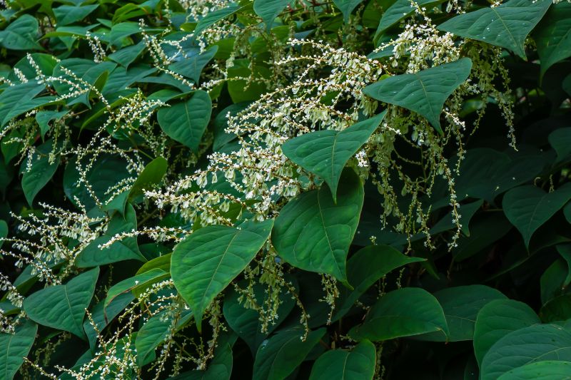 Invasive Knotweed Management Service